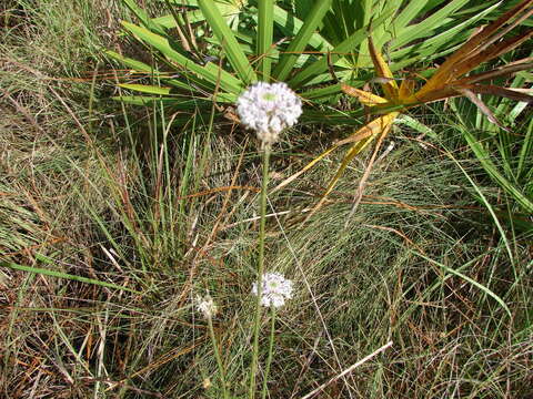 Image of grassleaf Barbara's buttons