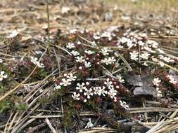 Image of flowering pixiemoss