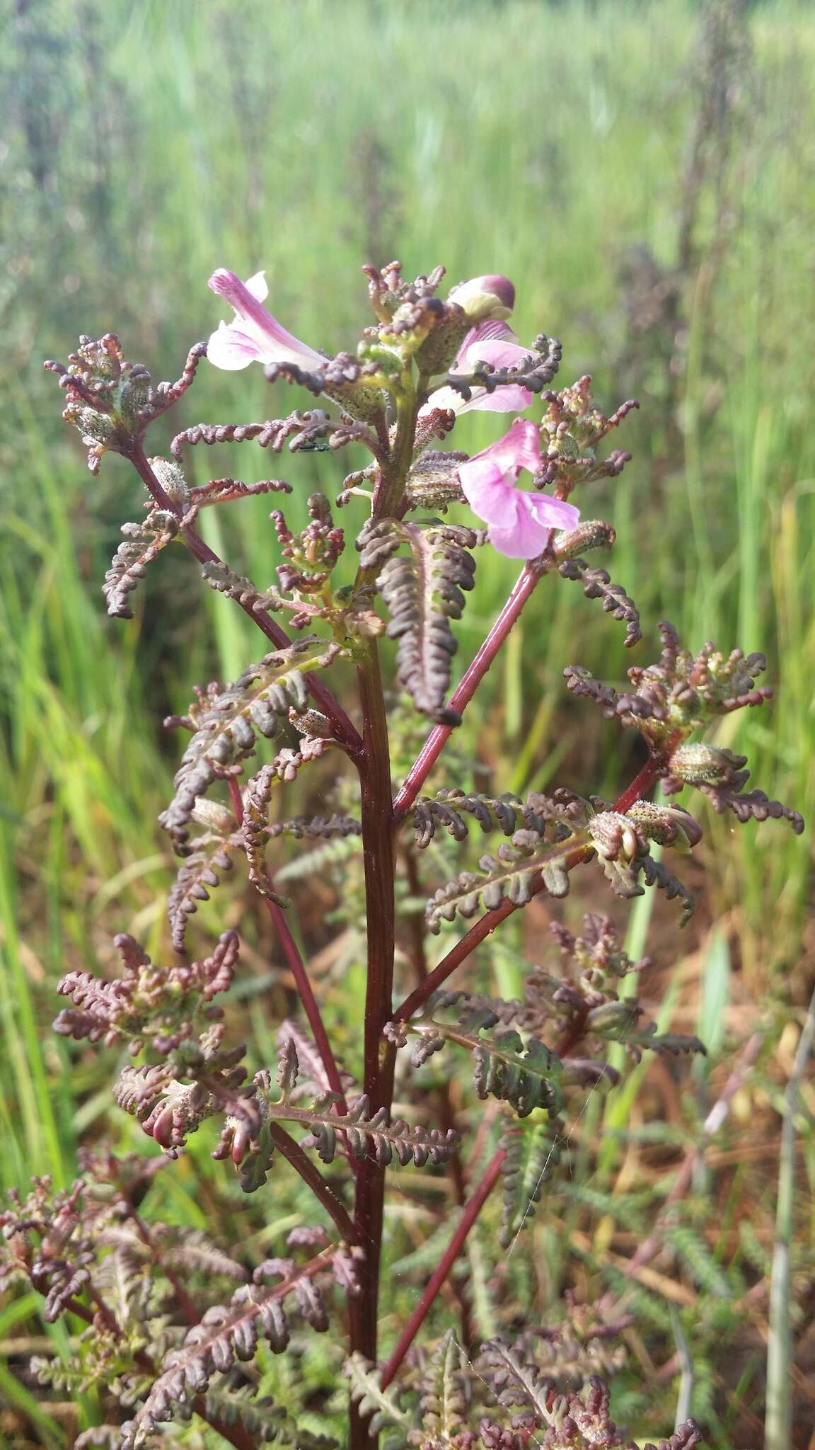 Imagem de Pedicularis palustris subsp. palustris