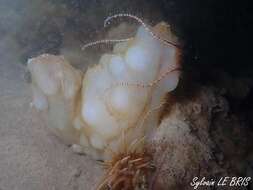 Image of white sea-squirt