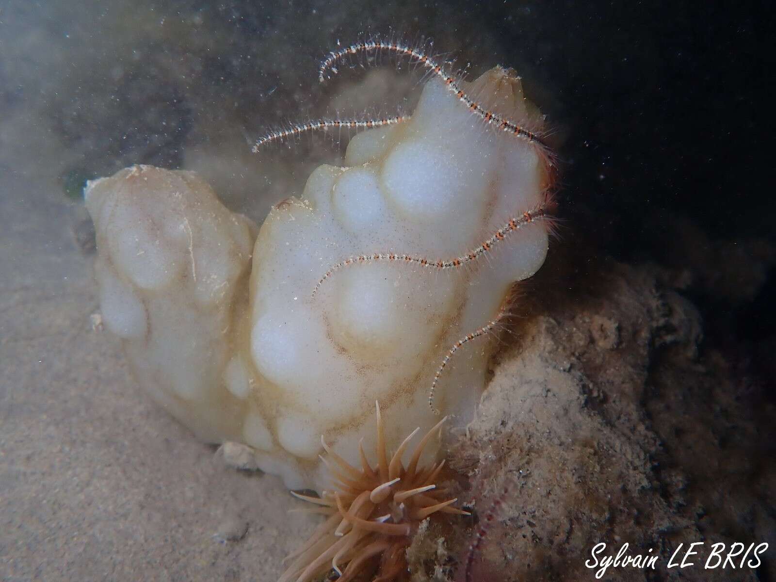 Image of white sea-squirt