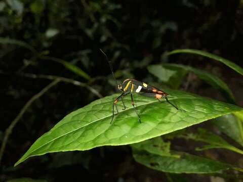 Image of Schaeferocoris