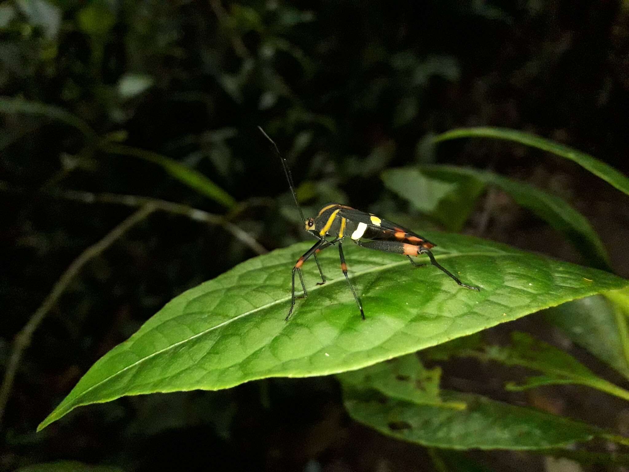 Image of Schaeferocoris ecuadorensis O'Shea 1980