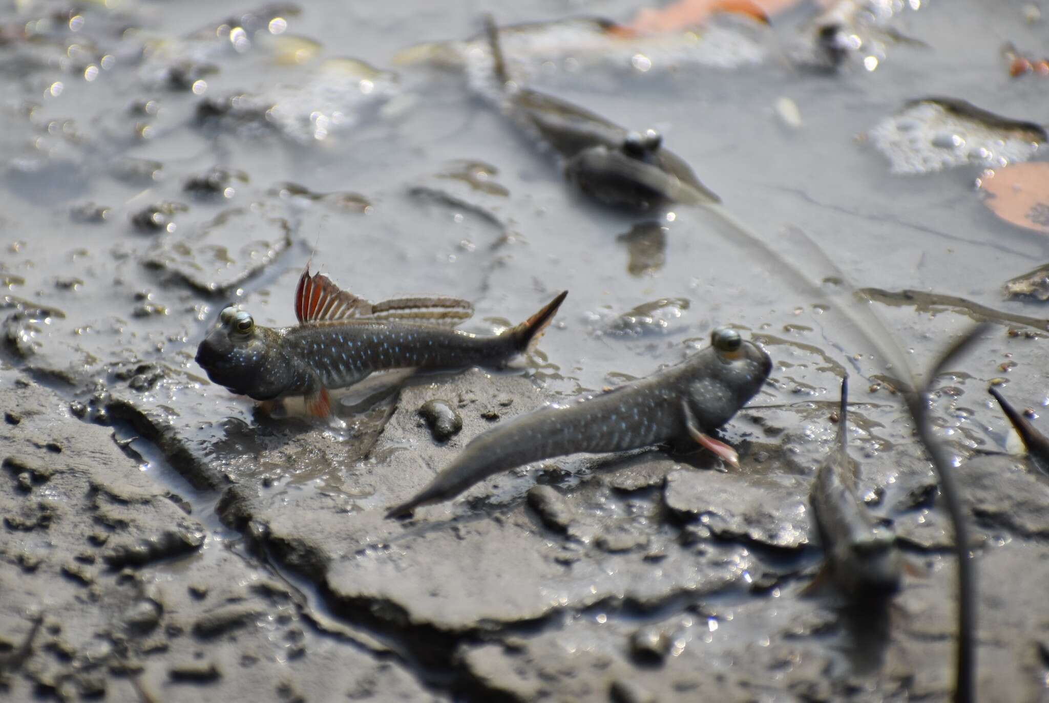 Image of Pearse's mudskipper