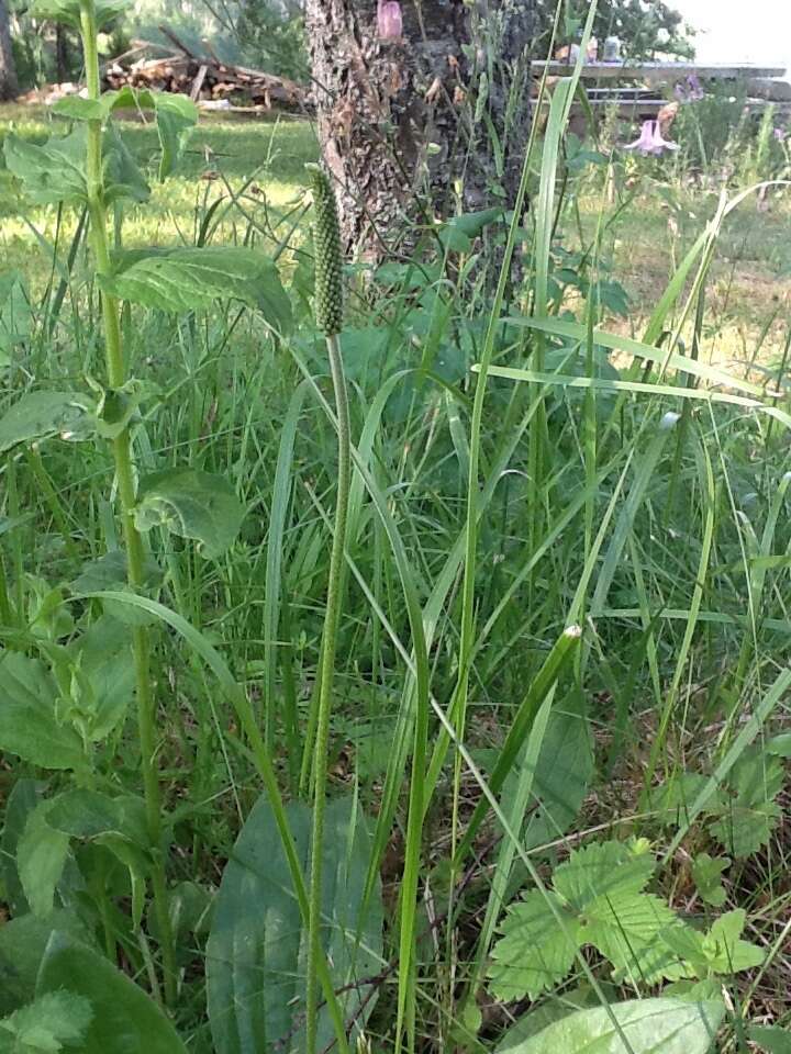 Imagem de Plantago australis subsp. australis