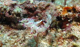 Image of Flabellina llerae Ortea 1989