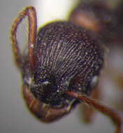 Image of Myrmica bergi Ruzsky 1902