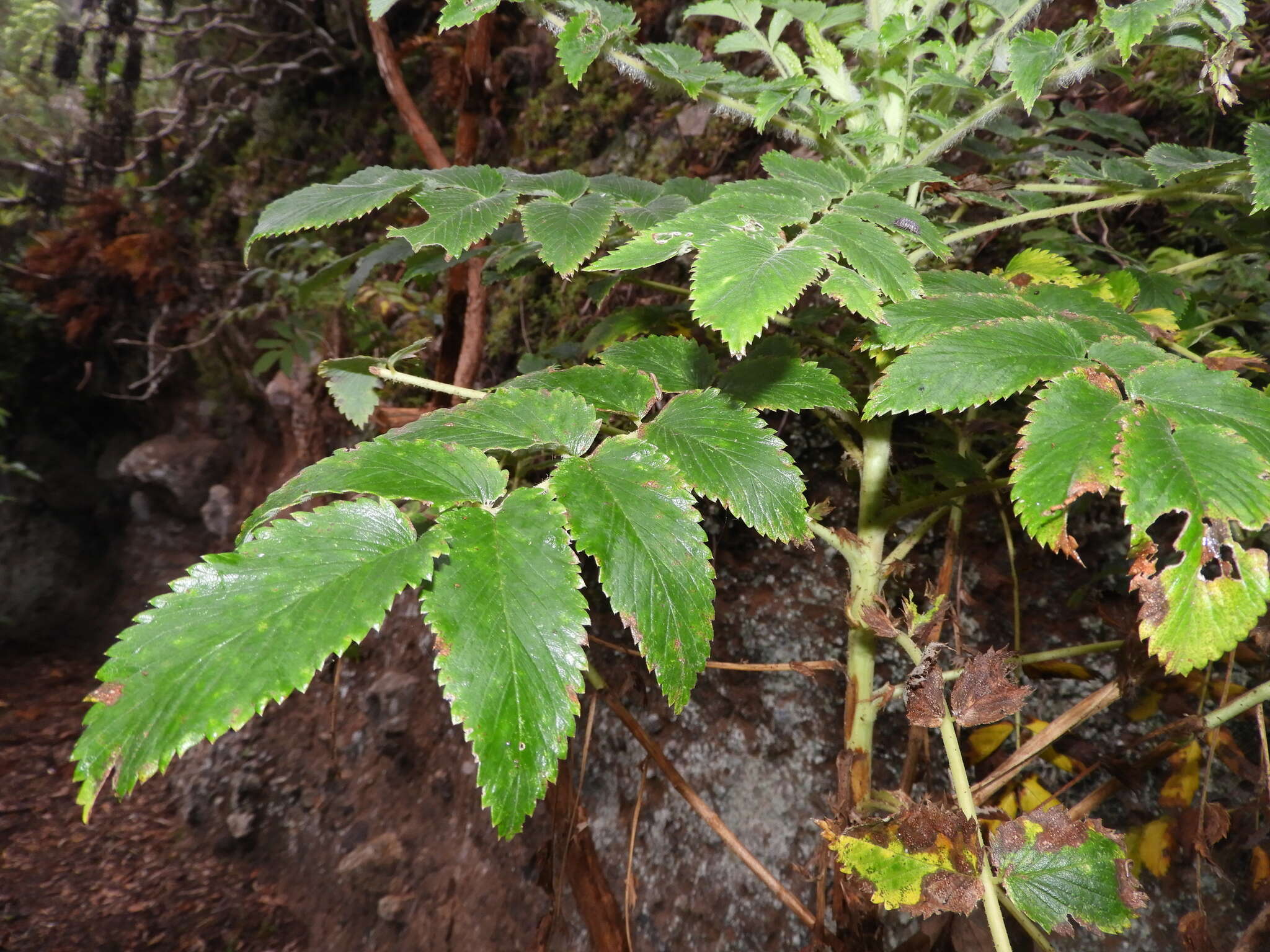 Image of Bencomia caudata (Ait.) Webb & Berth.