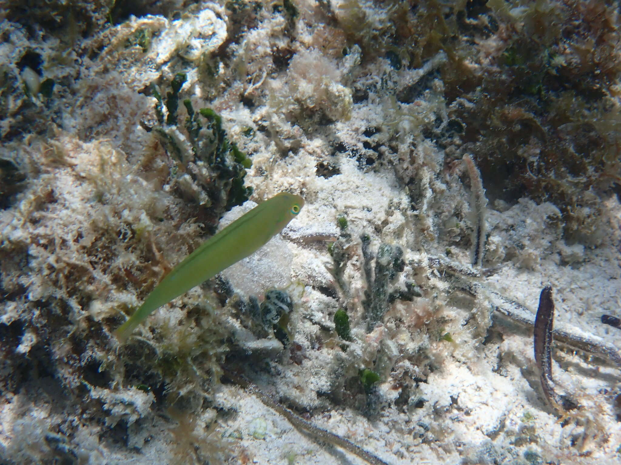 Image of Black-ear wrasse