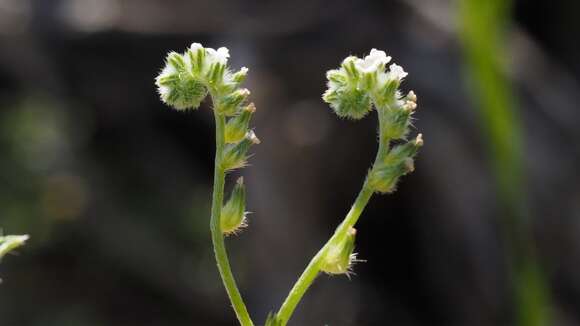 Plancia ëd Cryptantha decipiens (M. E. Jones) Heller