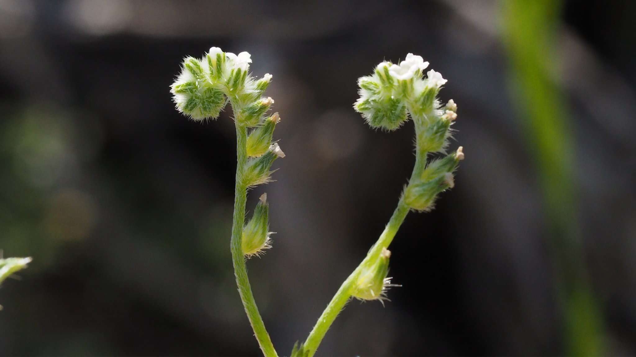 صورة Cryptantha decipiens (M. E. Jones) Heller