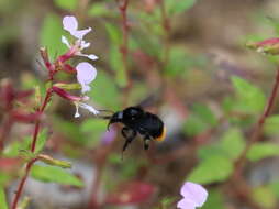 Image of Bombus diligens Smith 1861