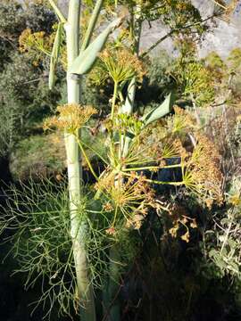 Image of Giant Fennel