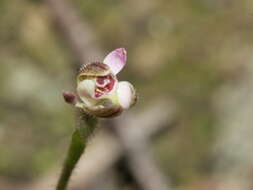 Image of Mauve Fingers