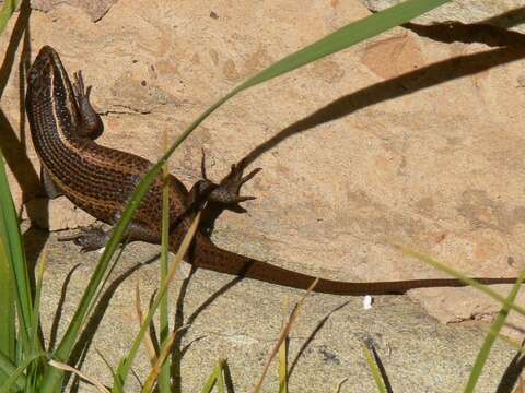 Image of Montane Speckled Skink