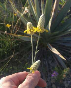 Image de Dalea aurea C. Fraser