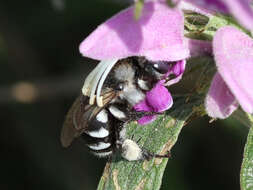 Image of Anthophora ponomarevae Brooks 1988