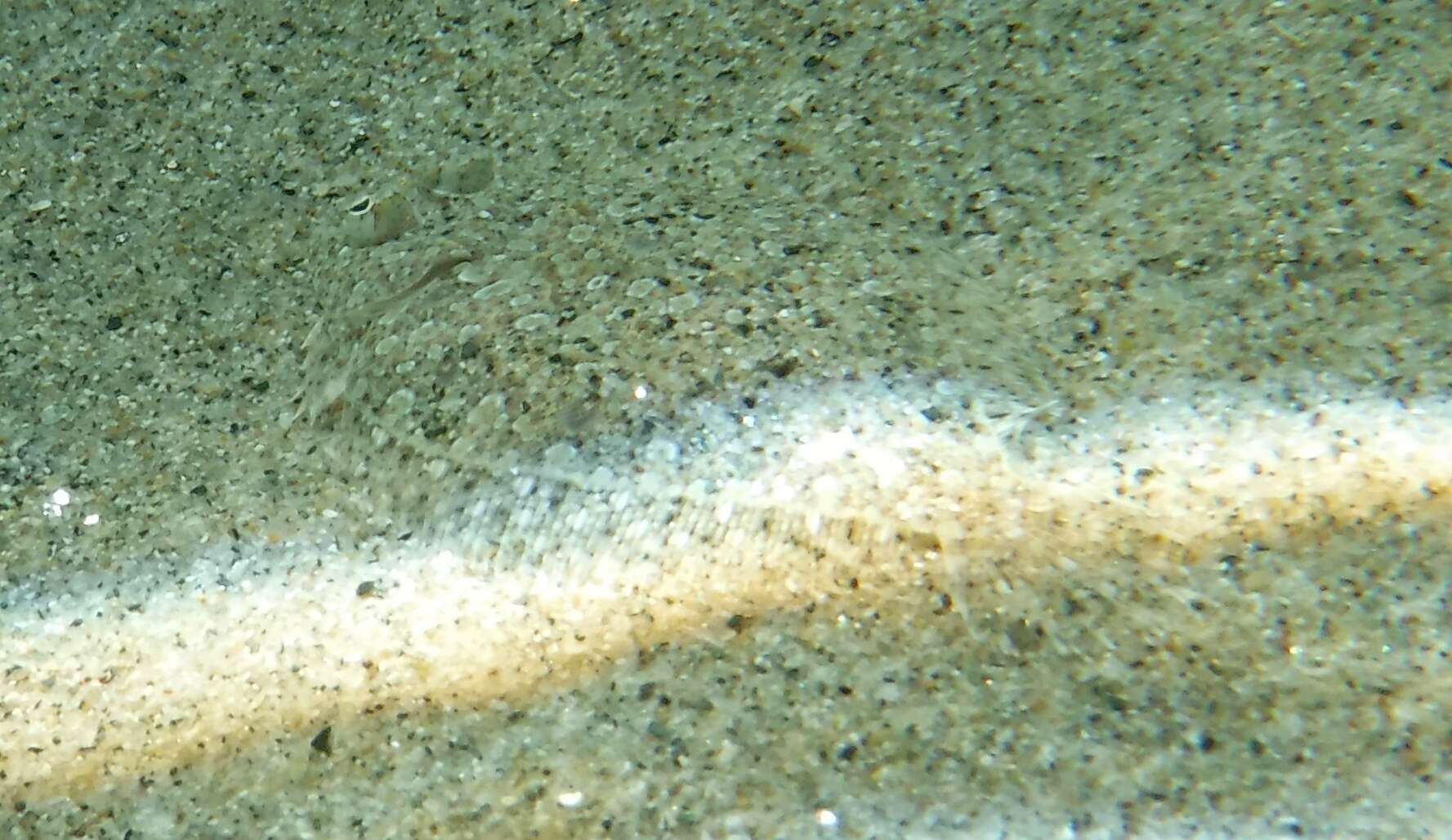 Image of Wide-eyed Flounder