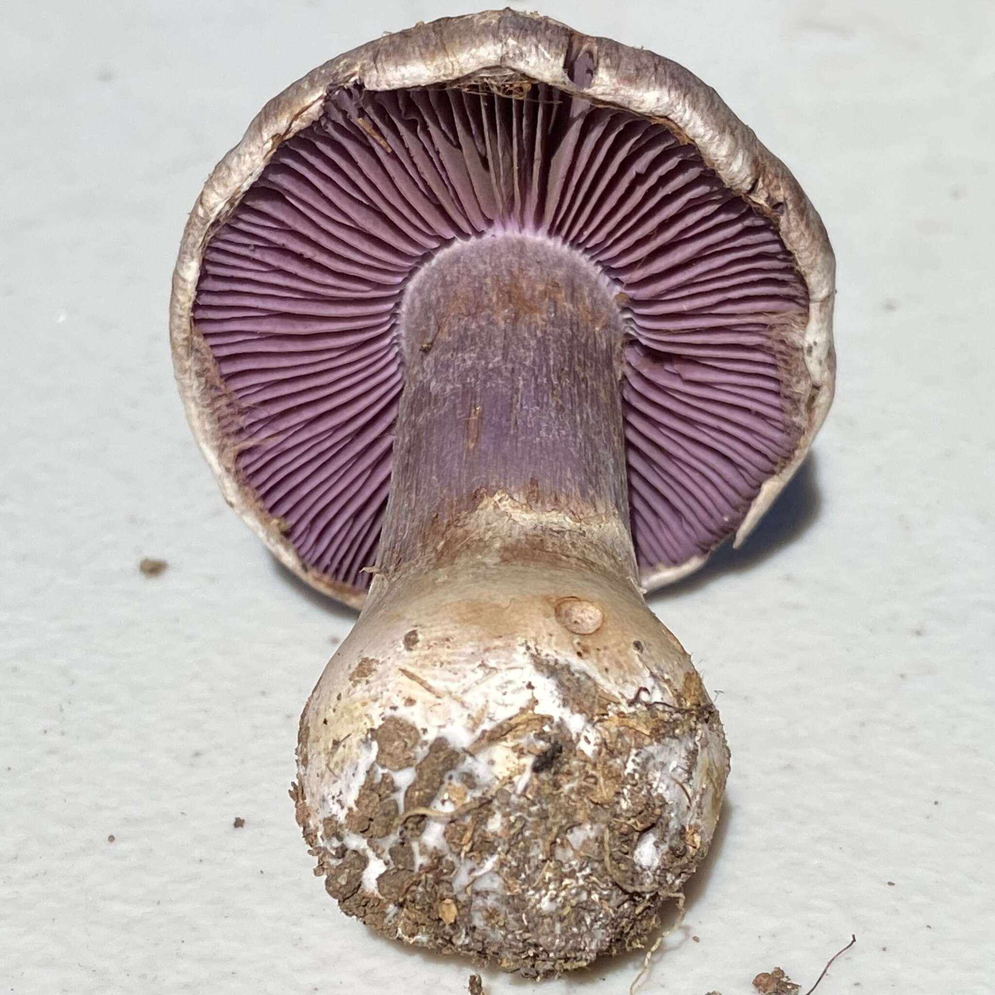 Image of light violet cortinarius