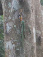 Image of Mertens' Day Gecko