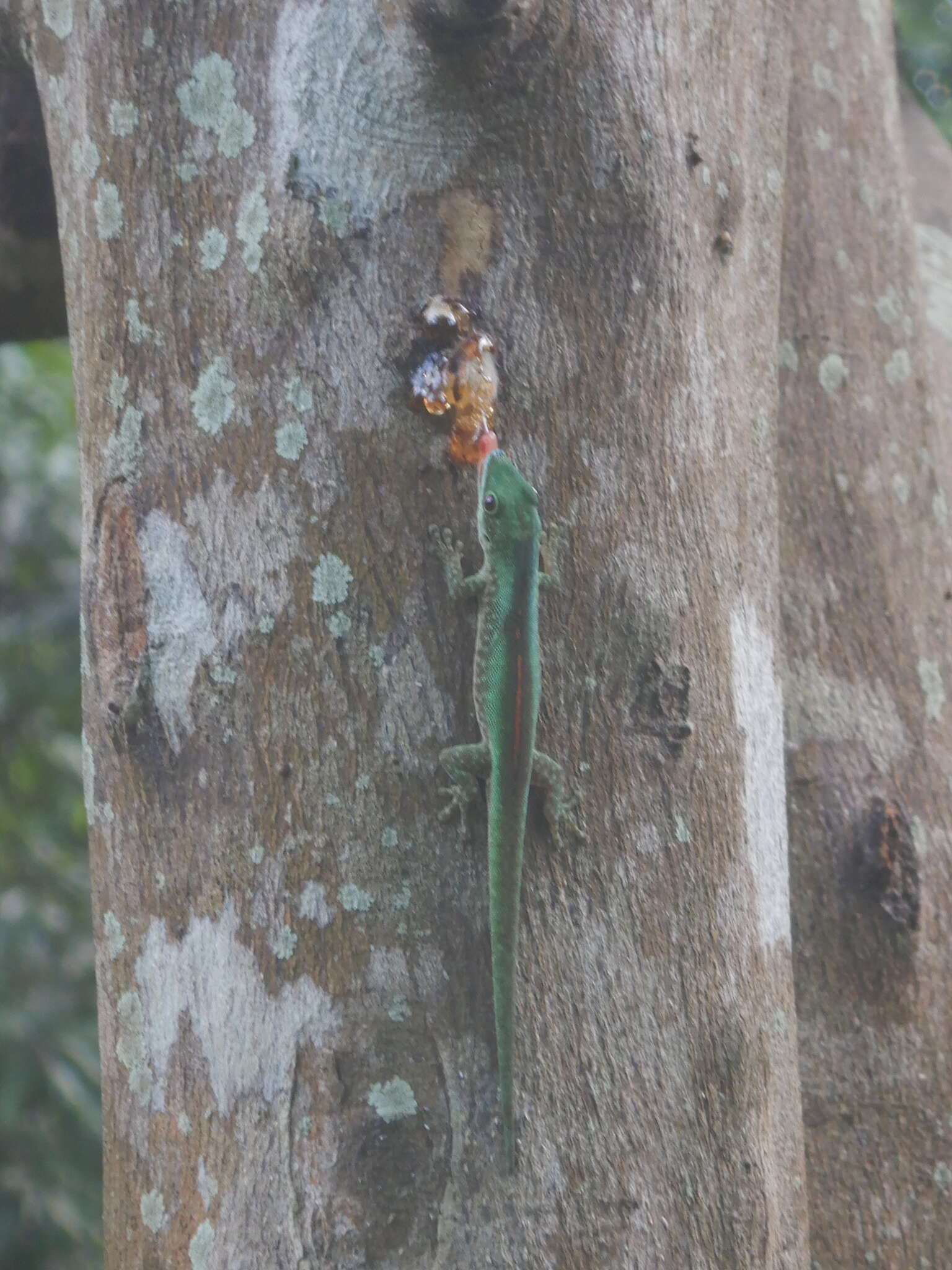 Image of Mertens' Day Gecko