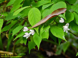 Image of Deutzia taiwanensis (Maxim.) C. K. Schneid.