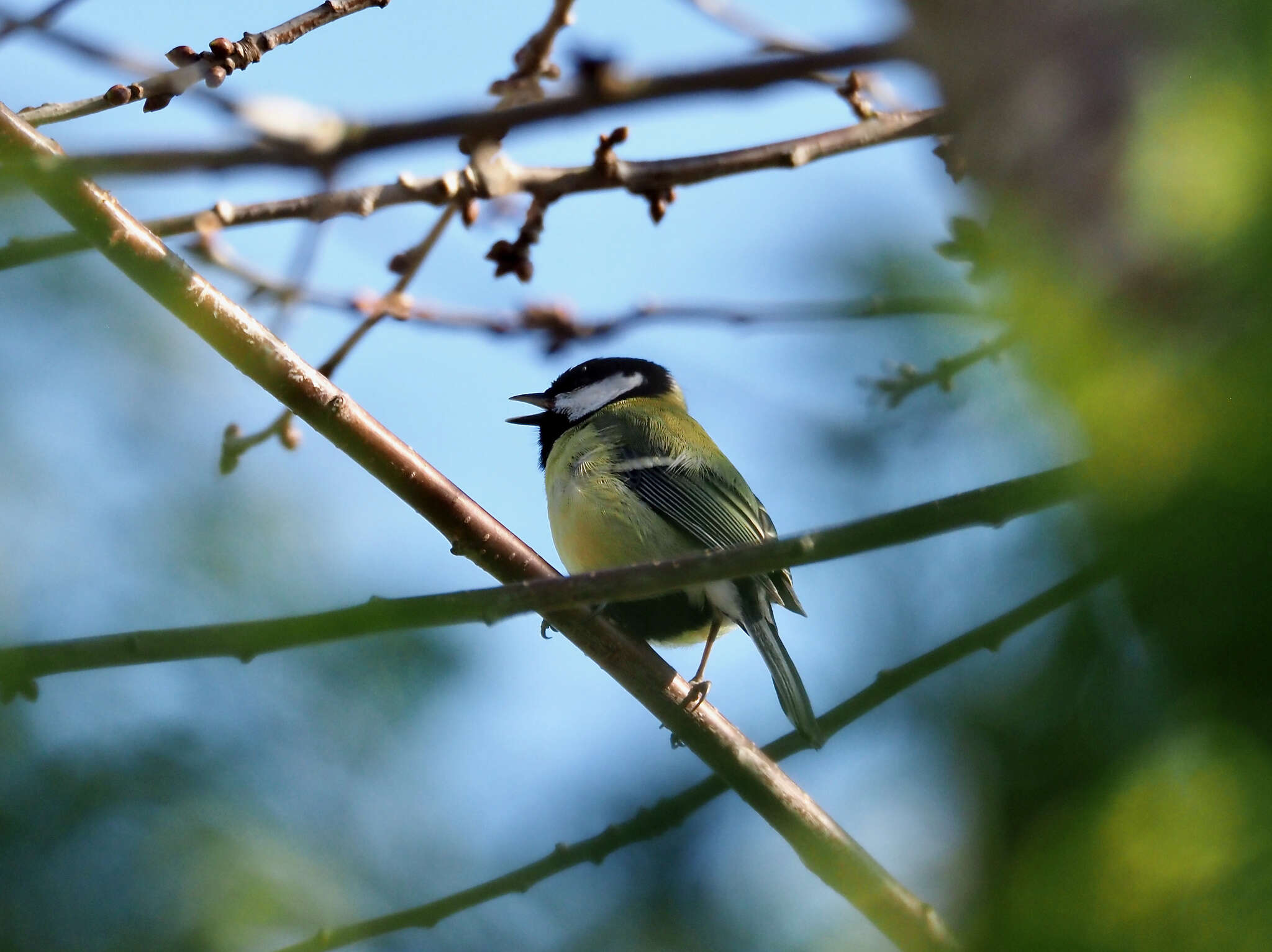 Image of Parus major newtoni Pražák 1894