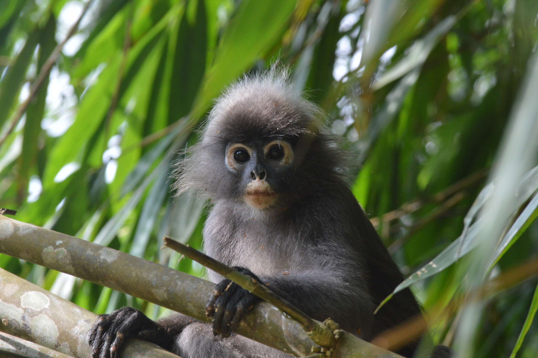 Image of Dusky Langur