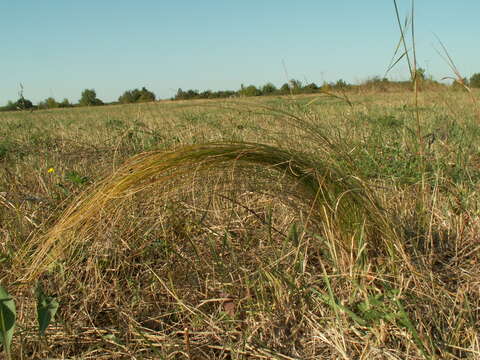 Image de Stipa tirsa Steven