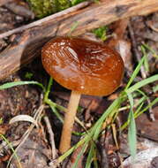 Plancia ëd Hymenopellis gigaspora (Cooke & Massee) R. H. Petersen 2010