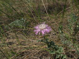 Image de Psephellus declinatus C. Koch