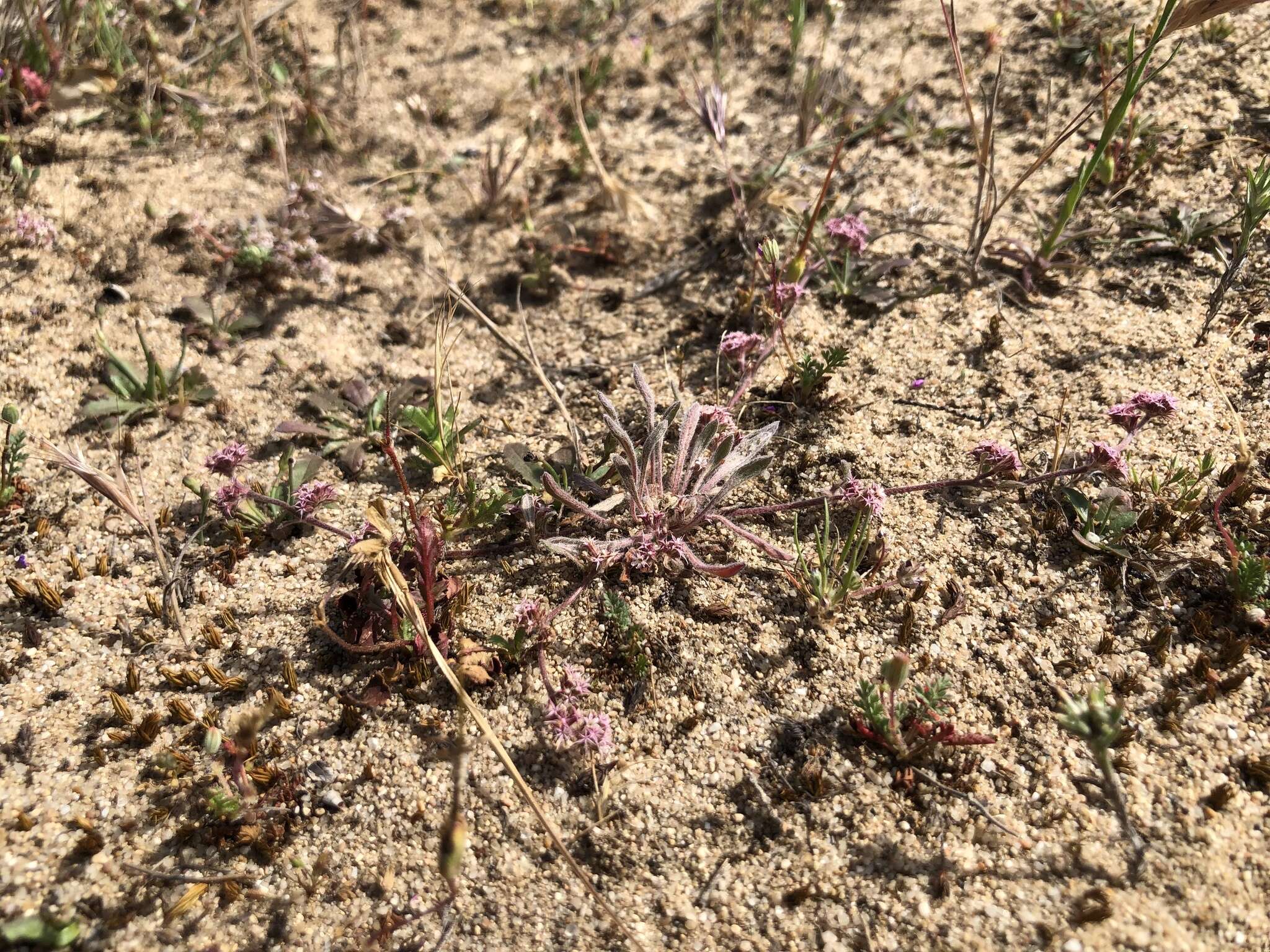 Image of Monterey spineflower