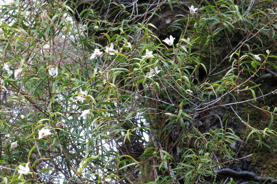 Image de Dendrobium cunninghamii Lindl.