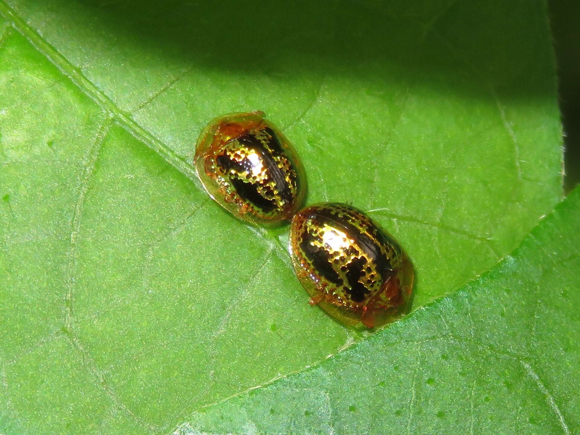 Image of Agroiconota atromaculata Borowiec 2005