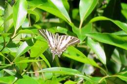 Image of Protographium leosthenes (Doubleday 1846)