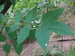 Image of bee-bee tree