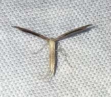 Image of Belfrage's Plume Moth