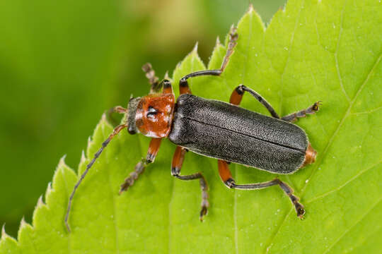 Image of Cantharis rustica Fallén 1807