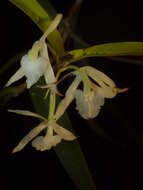 Image of Epidendrum albopropinquum Hágsater & E. Santiago