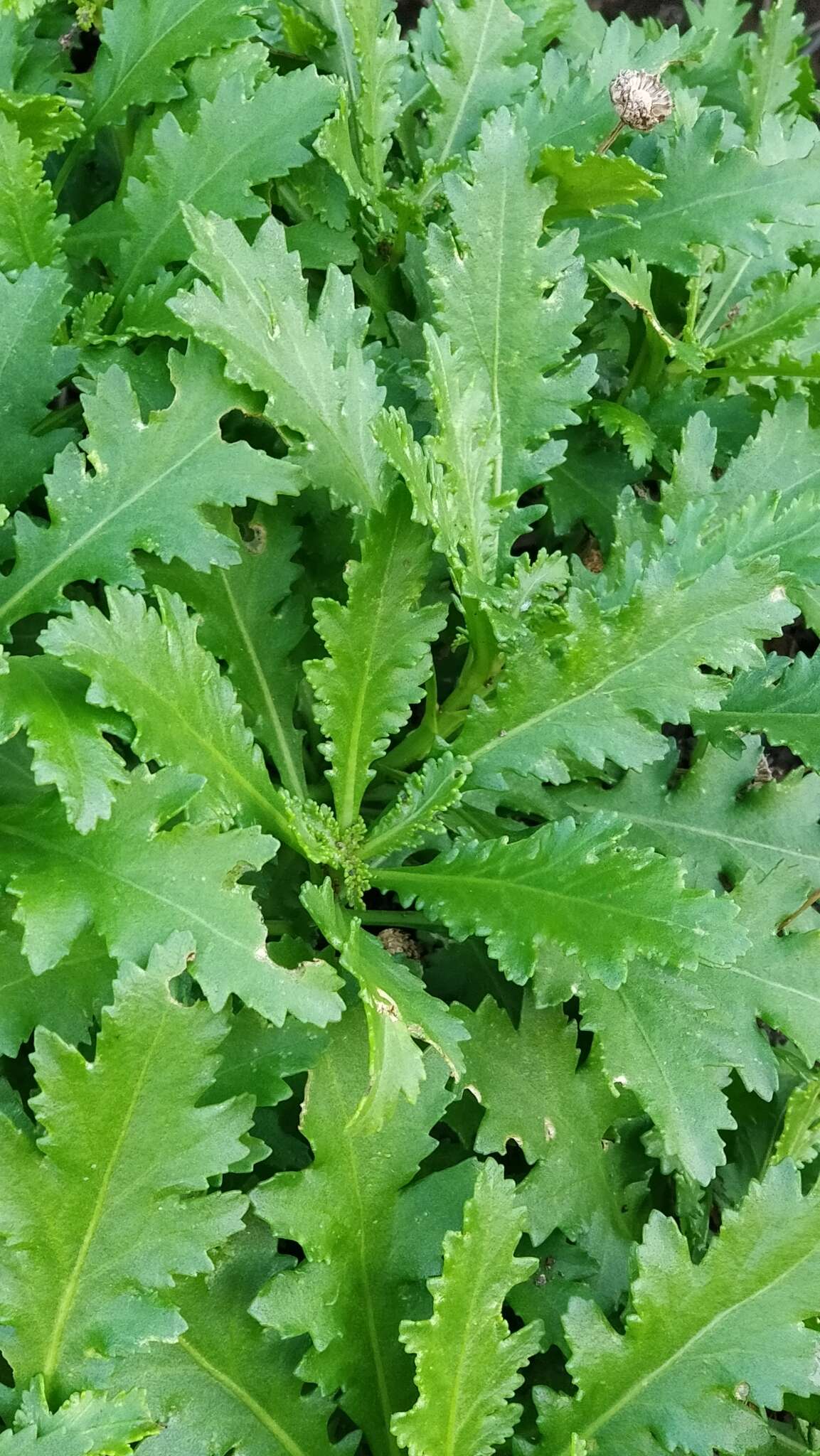 Image of Argyranthemum pinnatifidum subsp. succulentum (Lowe) Humphr.