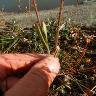 Image of Taimyr catchfly