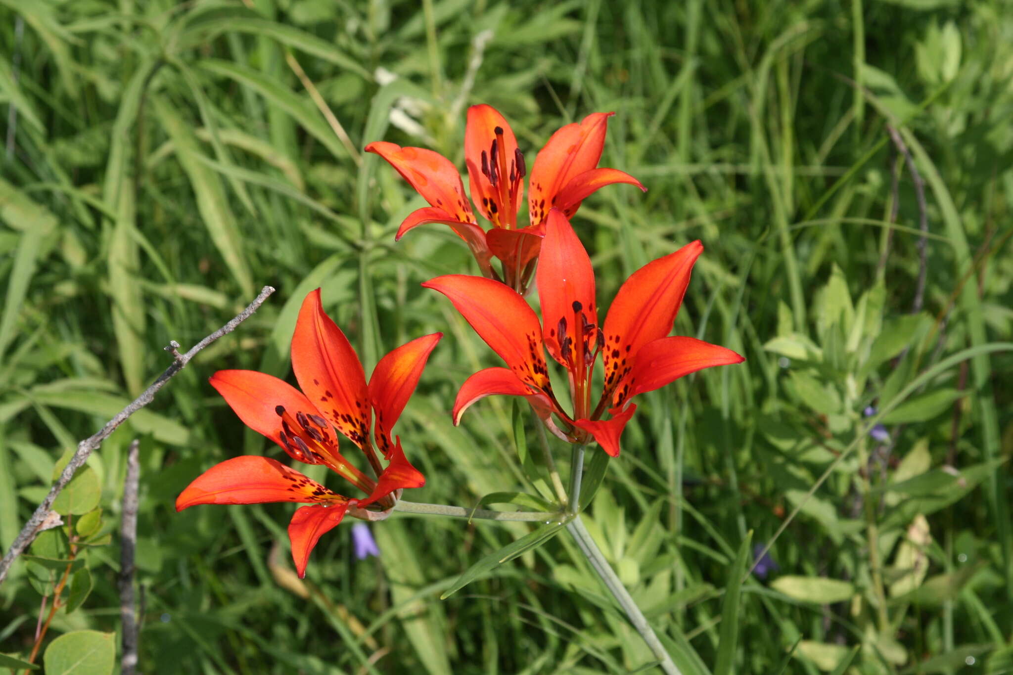 Lilium philadelphicum L. resmi