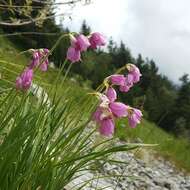 Image of Allium narcissiflorum Vill.