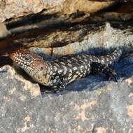 Image of Cunningham's skink