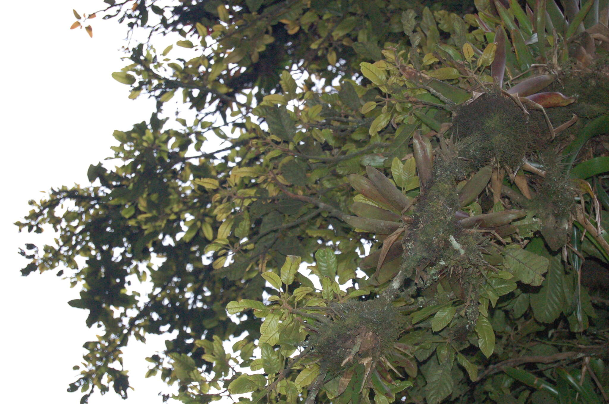 Image of Meliosma grandifolia (Liebm.) Urban