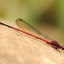 Image of Megalagrion vagabundum (Perkins 1899)