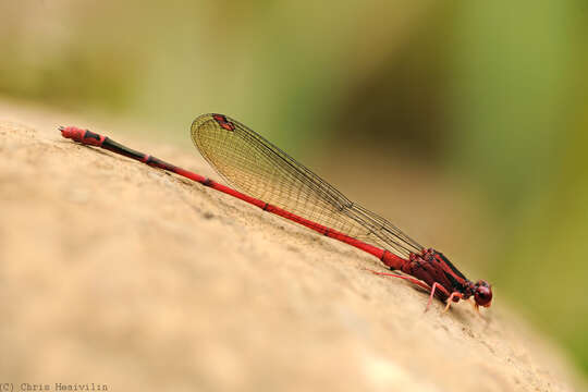 Imagem de Megalagrion vagabundum (Perkins 1899)