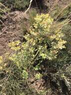 Image of mountain spurge