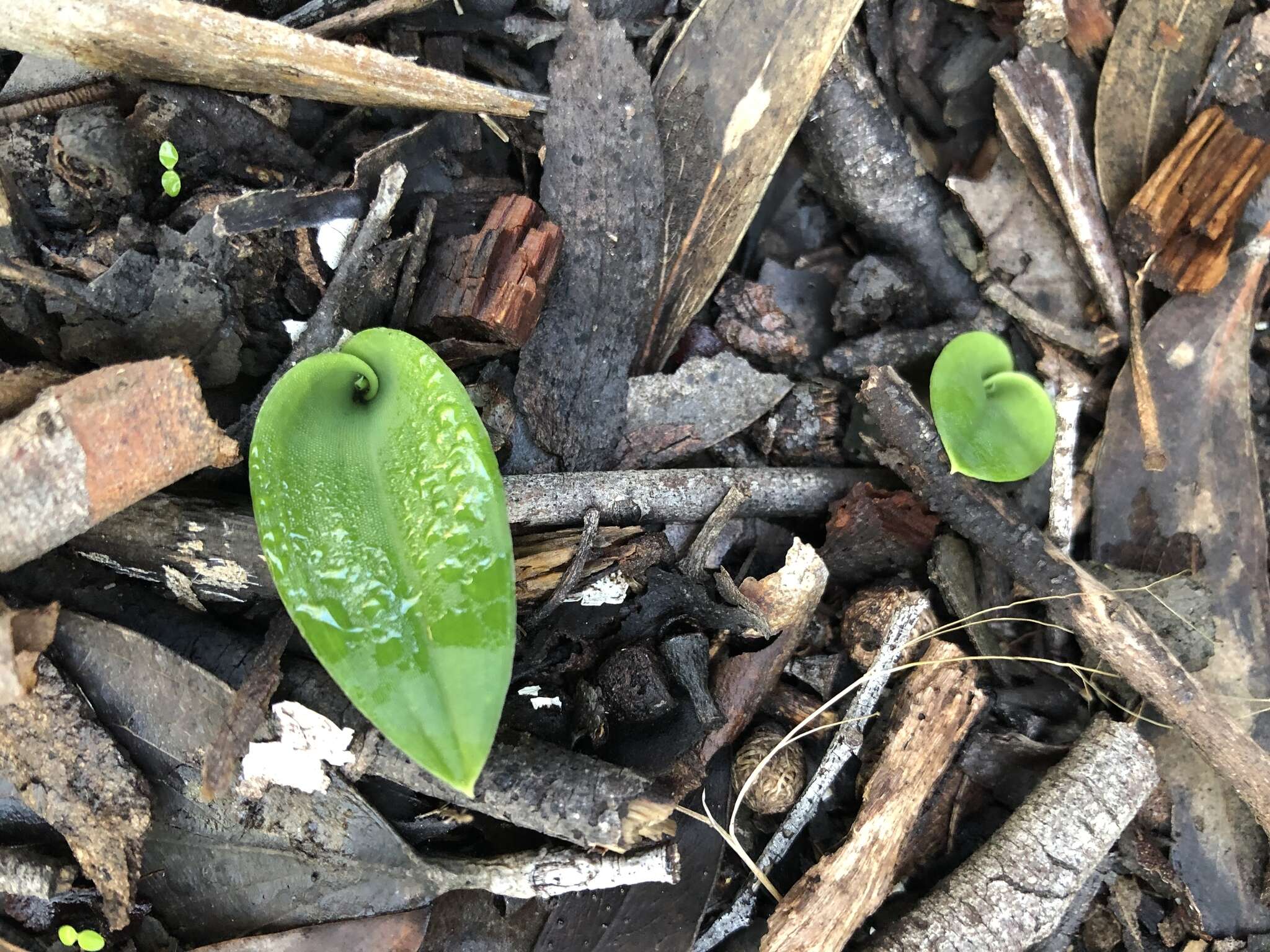 Imagem de Leptoceras menziesii (R. Br.) Lindl.