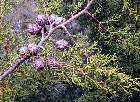 Plancia ëd Cupressus guadalupensis S. Watson